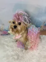 Whinnie, a female Yorkshire Terrier for sale in Stantonville, TN – 3 of 10