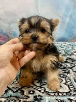 Maverick , a male Yorkshire Terrier for sale in Stantonville, TN – 2 of 10