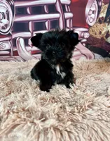 Clhoe Teacup, a female Yorkshire Terrier for sale in Stantonville, TN – Photo 4 of 8