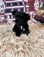 Clhoe Teacup, a female Yorkshire Terrier for sale in Stantonville, TN – Photo 5 of 8