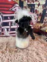 Clhoe Teacup, a female Yorkshire Terrier for sale in Stantonville, TN – Photo 3 of 8