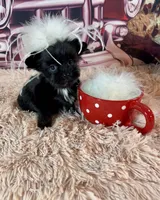 Clhoe Teacup, a female Yorkshire Terrier for sale in Stantonville, TN – Photo 1 of 8