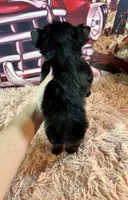 Clhoe Teacup, a female Yorkshire Terrier for sale in Stantonville, TN – Photo 7 of 8