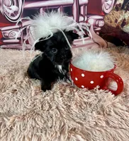 Clhoe Teacup, a female Yorkshire Terrier for sale in Stantonville, TN – Photo 6 of 8