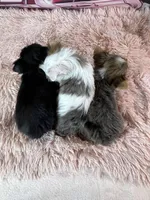 Clhoe Teacup, a female Yorkshire Terrier for sale in Stantonville, TN – Photo 8 of 8