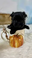 Micro Lil’ Louie V, a male Yorkshire Terrier for sale in Stantonville, TN – 9 of 10