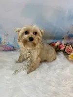 Whinnie, a female Yorkshire Terrier for sale in Stantonville, TN – 7 of 10