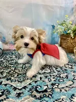 Razi Extreme White Chocolate Parti ee-clearcoat, a male Yorkshire Terrier for sale in Stantonville, TN – 1 of 10