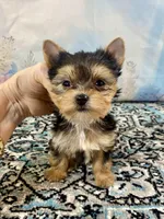 Tiny Teacup Ruger, a male Yorkshire Terrier for sale in Stantonville, TN – 4 of 10