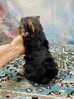 Maverick , a male Yorkshire Terrier for sale in Stantonville, TN – 9 of 10