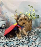 McGuire , a male Yorkshire Terrier for sale in Stantonville, TN – 9 of 10