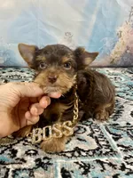 Teacup Yummy Chocolate “Toffee” , a male Yorkshire Terrier for sale in Stantonville, TN – 9 of 10