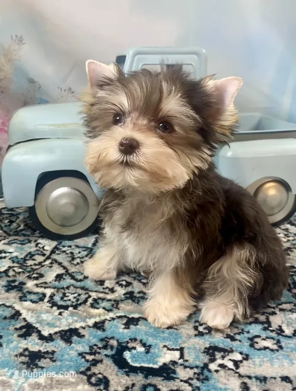 Hugo Chocolate Parti – Yorkshire Terrier puppy for sale in Stantonville, TN