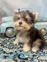 Hugo Chocolate Parti, a male Yorkshire Terrier for sale in Stantonville, TN – 2 of 10