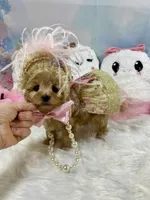 Teeny Tiny Martini, a female Yorkshire Terrier for sale in Stantonville, TN – 2 of 10
