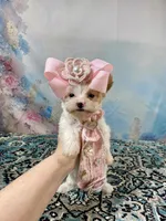 Serendipity Extreme White Parti ee-Clearcoat , a female Yorkshire Terrier for sale in Stantonville, TN – Photo 9 of 10