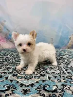 Serendipity Extreme White Parti ee-Clearcoat , a female Yorkshire Terrier for sale in Stantonville, TN – Photo 7 of 10
