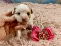 Serendipity , a female Yorkshire Terrier for sale in Stantonville, TN – Photo 2 of 8