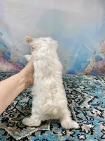 Serendipity Extreme White Parti ee-Clearcoat , a female Yorkshire Terrier for sale in Stantonville, TN – Photo 10 of 10