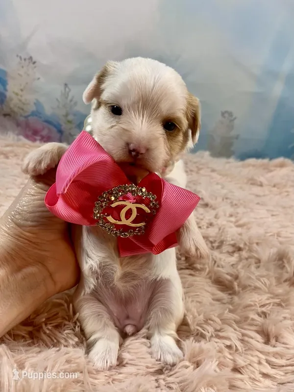 Serendipity  – Yorkshire Terrier puppy for sale in Stantonville, TN