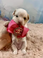 Serendipity , a female Yorkshire Terrier for sale in Stantonville, TN – Photo 1 of 8