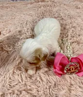 Serendipity , a female Yorkshire Terrier for sale in Stantonville, TN – Photo 8 of 8