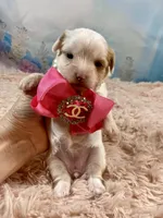 Serendipity , a female Yorkshire Terrier for sale in Stantonville, TN – Photo 5 of 8