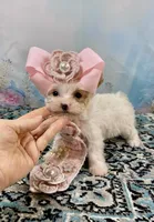 Serendipity Extreme White Parti ee-Clearcoat , a female Yorkshire Terrier for sale in Stantonville, TN – Photo 4 of 10