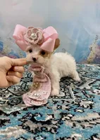 Serendipity Extreme White Parti ee-Clearcoat , a female Yorkshire Terrier for sale in Stantonville, TN – Photo 5 of 10