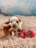 Serendipity , a female Yorkshire Terrier for sale in Stantonville, TN – Photo 4 of 8