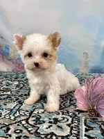 Serendipity Extreme White Parti ee-Clearcoat , a female Yorkshire Terrier for sale in Stantonville, TN – Photo 2 of 10