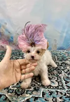 Serendipity Extreme White Parti ee-Clearcoat , a female Yorkshire Terrier for sale in Stantonville, TN – Photo 8 of 10
