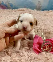 Serendipity , a female Yorkshire Terrier for sale in Stantonville, TN – Photo 3 of 8