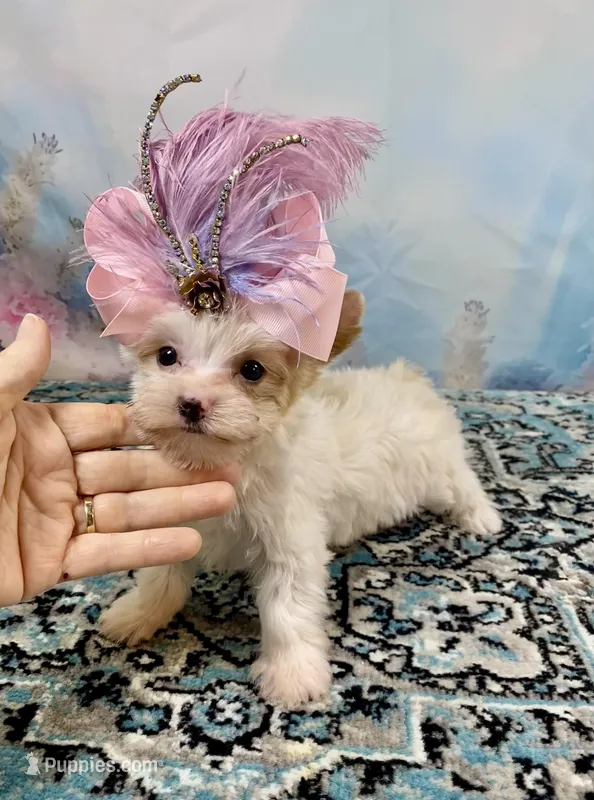 Serendipity Extreme White Parti ee-Clearcoat  – Yorkshire Terrier puppy for sale in Stantonville, TN
