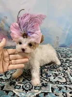 Serendipity Extreme White Parti ee-Clearcoat , a female Yorkshire Terrier for sale in Stantonville, TN – Photo 1 of 10