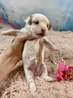 Serendipity , a female Yorkshire Terrier for sale in Stantonville, TN – Photo 6 of 8