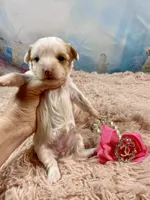 Serendipity , a female Yorkshire Terrier for sale in Stantonville, TN – Photo 7 of 8