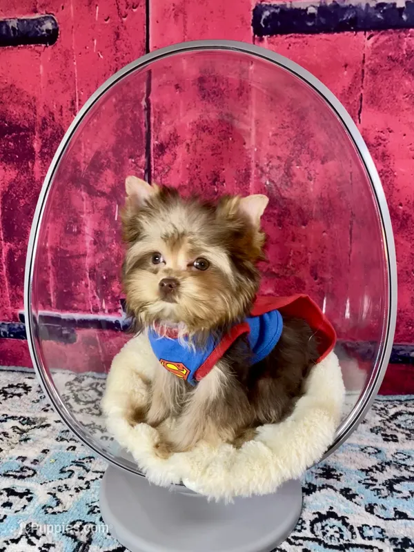 Micro/Teacup Willy Wonka