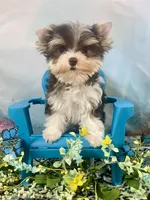 Lux Chocolate Parti, a male Yorkshire Terrier for sale in Stantonville, TN – 6 of 10
