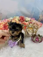 Micro Matilda Jane Teeny Tiny Yorkie , a female Yorkshire Terrier for sale in Stantonville, TN – 6 of 10