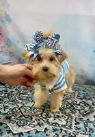 Scooter Blonde, a male Yorkshire Terrier and Poodle - Toy  for sale in Stantonville, TN – 3 of 10