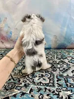 Teacup “Whisper” Merle Parti Yorkie , a male Yorkshire Terrier for sale in Stantonville, TN – 8 of 10