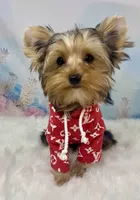 Maverick , a male Yorkshire Terrier for sale in Stantonville, TN – 6 of 10