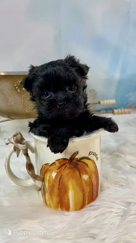 Micro Lil’ Louie V – Yorkshire Terrier puppy for sale in Stantonville, TN