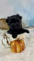 Micro Lil’ Louie V, a male Yorkshire Terrier for sale in Stantonville, TN – 1 of 10