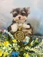 Lux Chocolate Parti, a male Yorkshire Terrier for sale in Stantonville, TN – 5 of 10