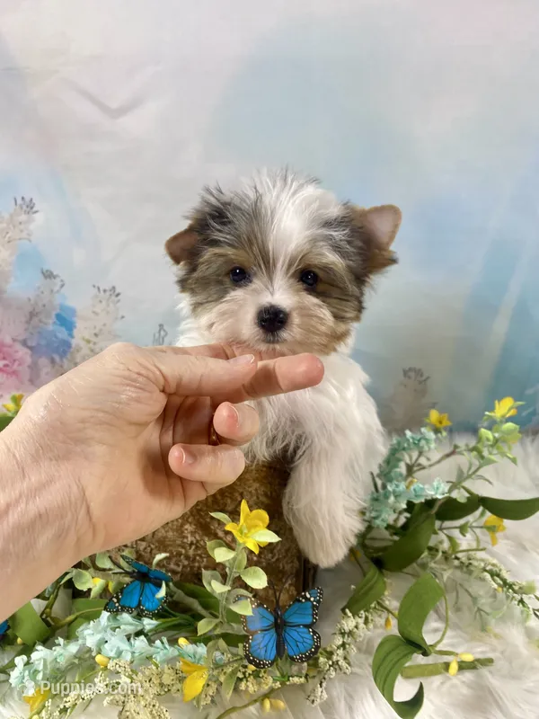 Teacup “Whisper” Merle Parti Yorkie  – Yorkshire Terrier puppy for sale in Stantonville, TN