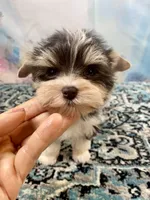 Lux, a male Yorkshire Terrier for sale in Stantonville, TN – 5 of 9