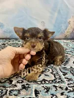 Teacup Yummy Chocolate “Toffee” , a male Yorkshire Terrier for sale in Stantonville, TN – 7 of 10