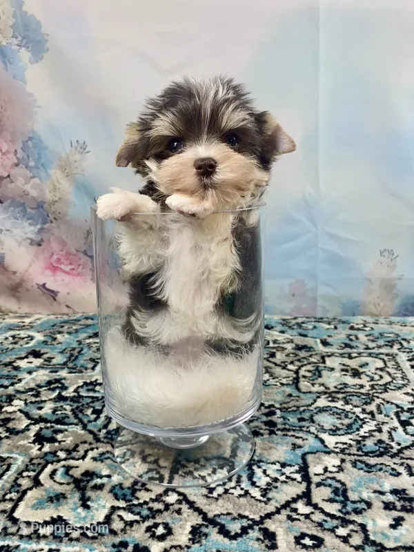Lux – Yorkshire Terrier puppy for sale in Stantonville, TN